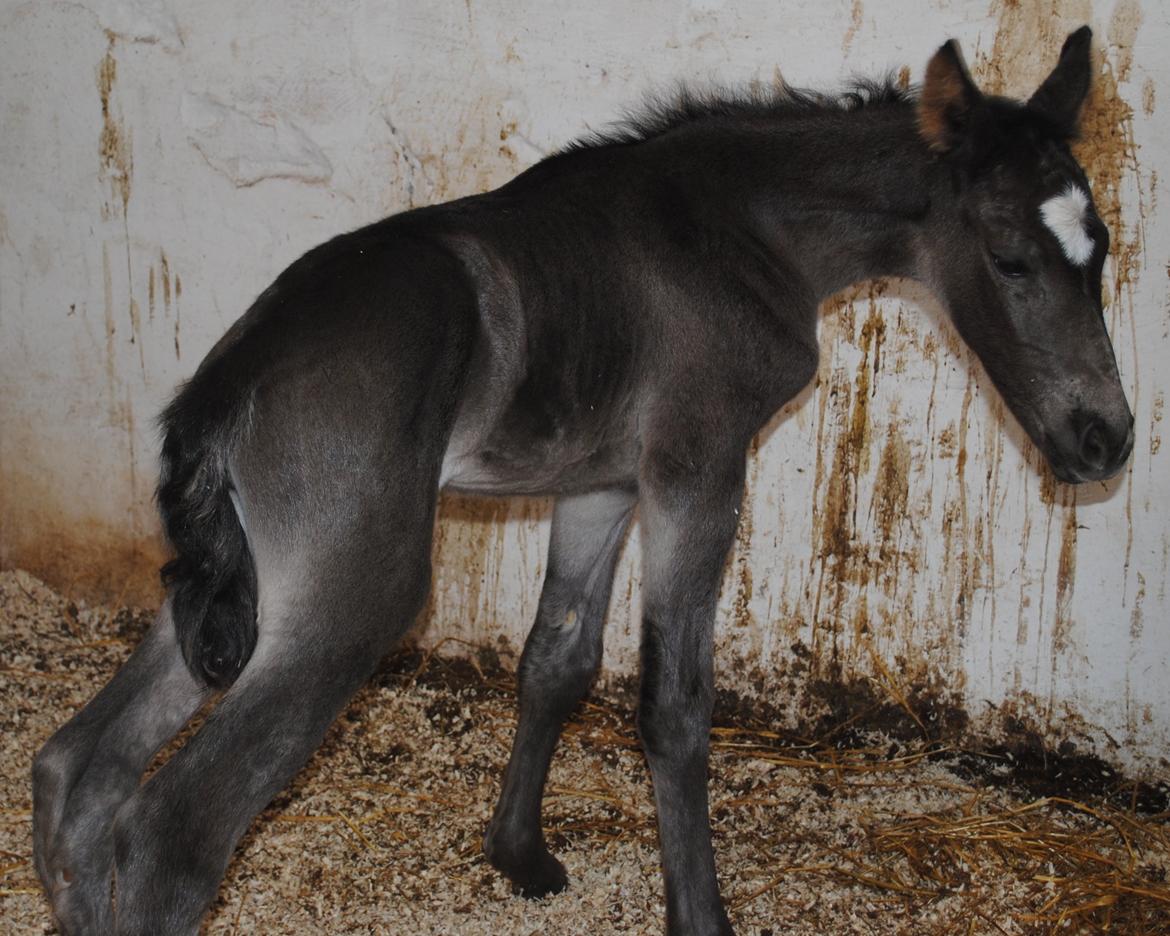 Oldenborg Østersvangs cornellie billede 3