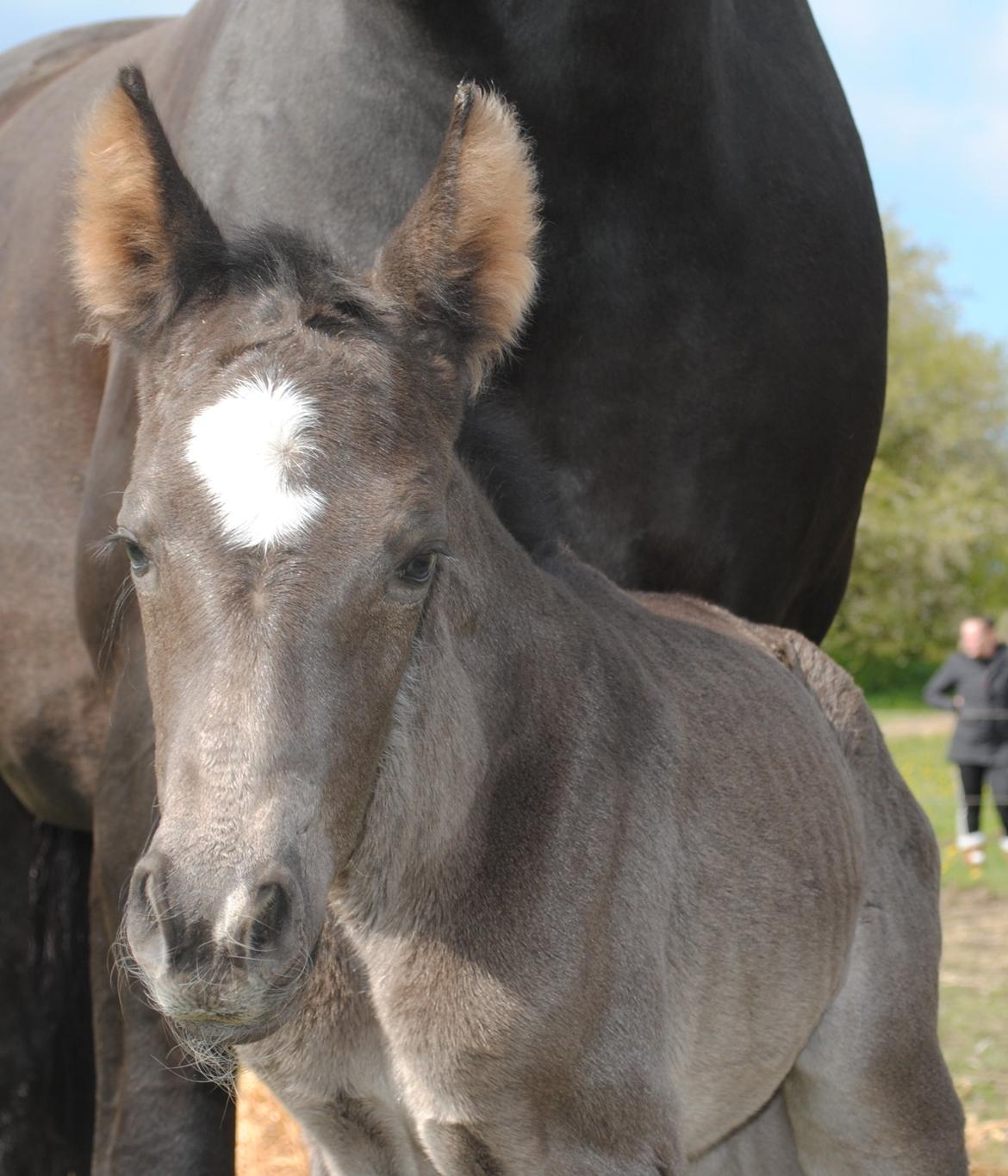 Oldenborg Østersvangs cornellie billede 5