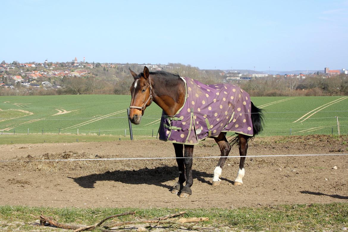 Dansk Varmblod Tibo billede 1