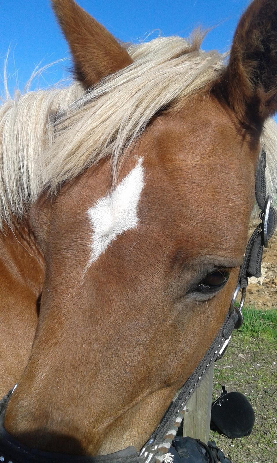 Tysk Sportspony Isabell billede 6