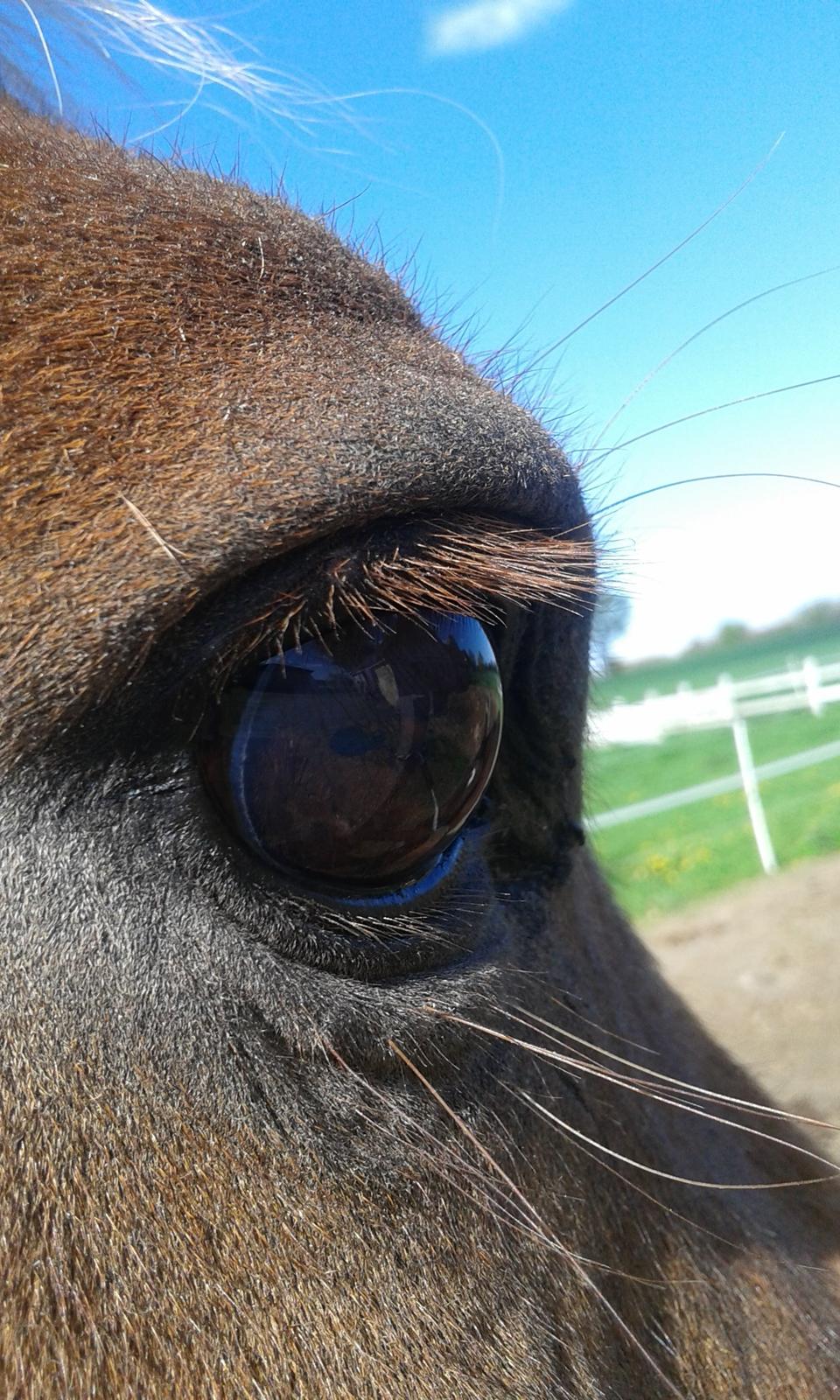 Tysk Sportspony Isabell billede 2