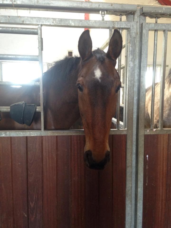 Dansk Varmblod Tibo billede 2