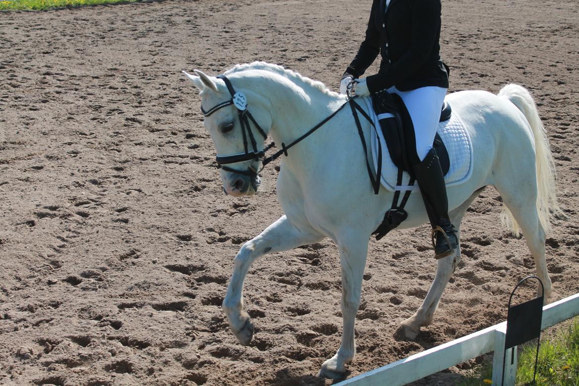 Anden særlig race Princess - C stævne på HOL - 2/5-2015 - LA2 billede 1