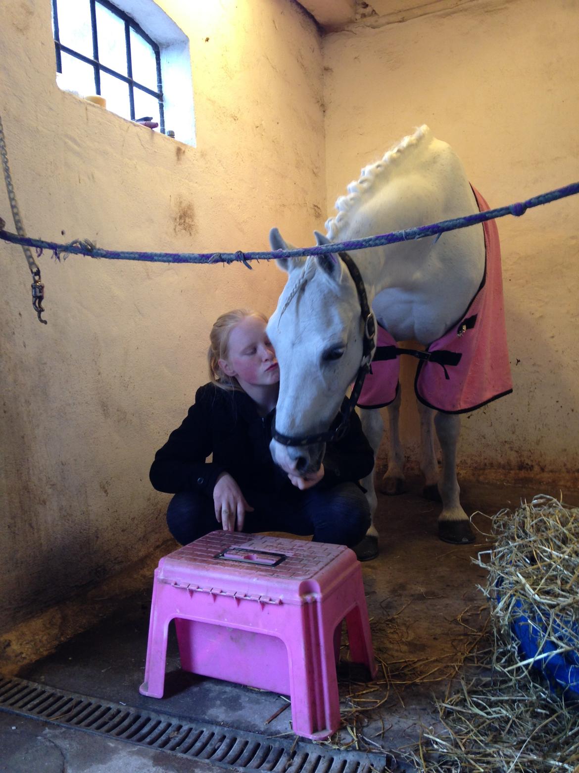 Anden særlig race Princess - Hygge i stalden inden stævne april 2015 billede 12