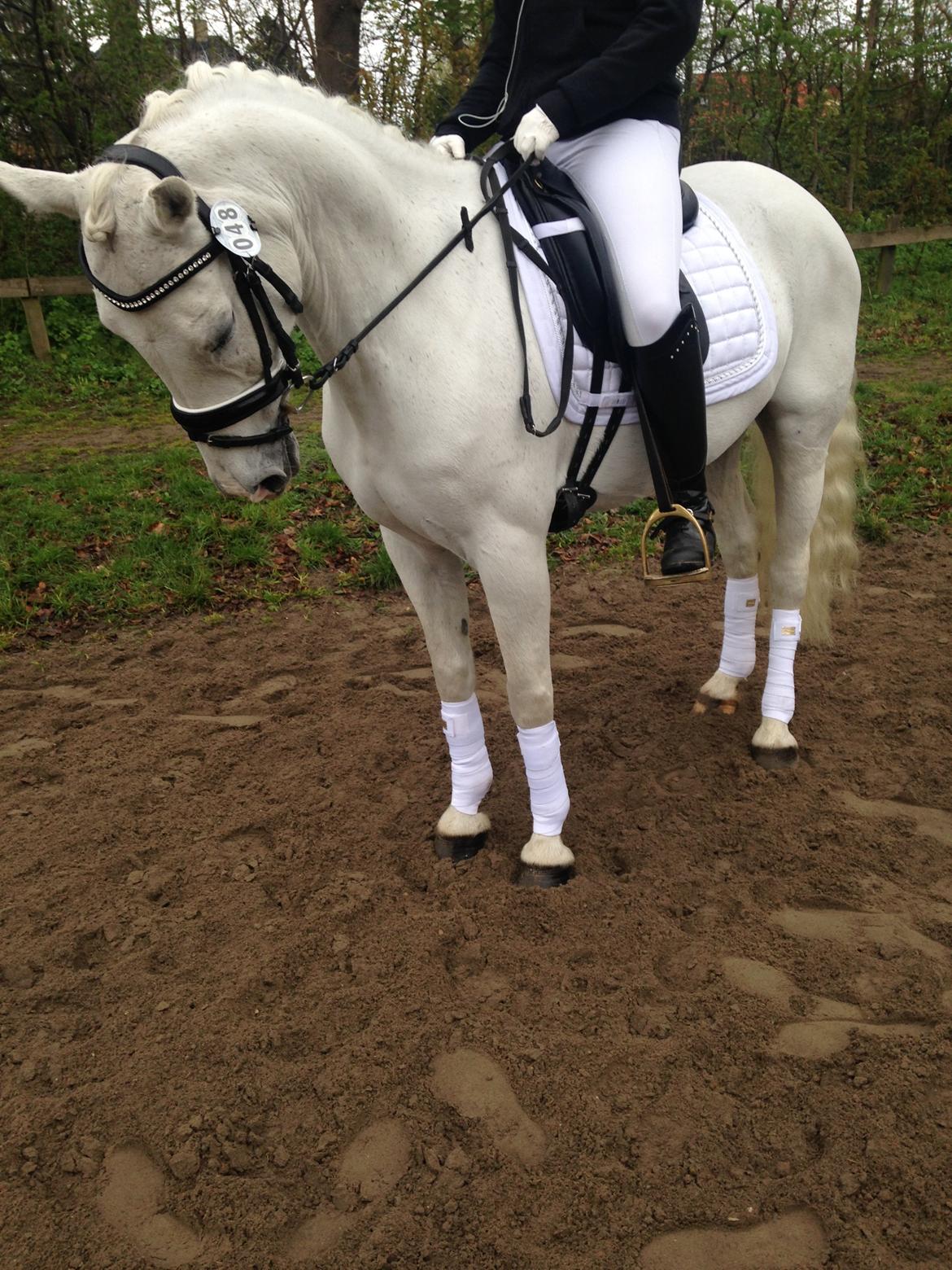 Anden særlig race Princess - På opvarmingen til KBH mesterskabet (LA3) (April 2015) billede 13