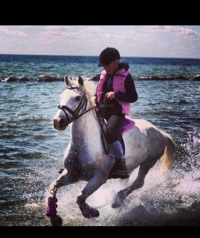 Anden særlig race Princess - En tur på stranden i Brøndby 2012 billede 21