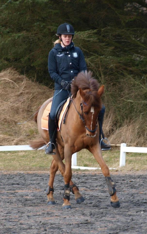 Anden særlig race Ricardo - Solgt billede 19