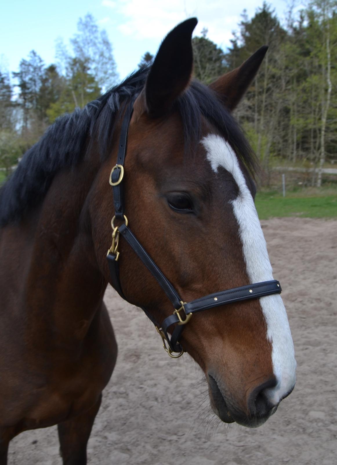 Hollandsk Varmblod Zorbella - Den rareste jeg kender billede 2