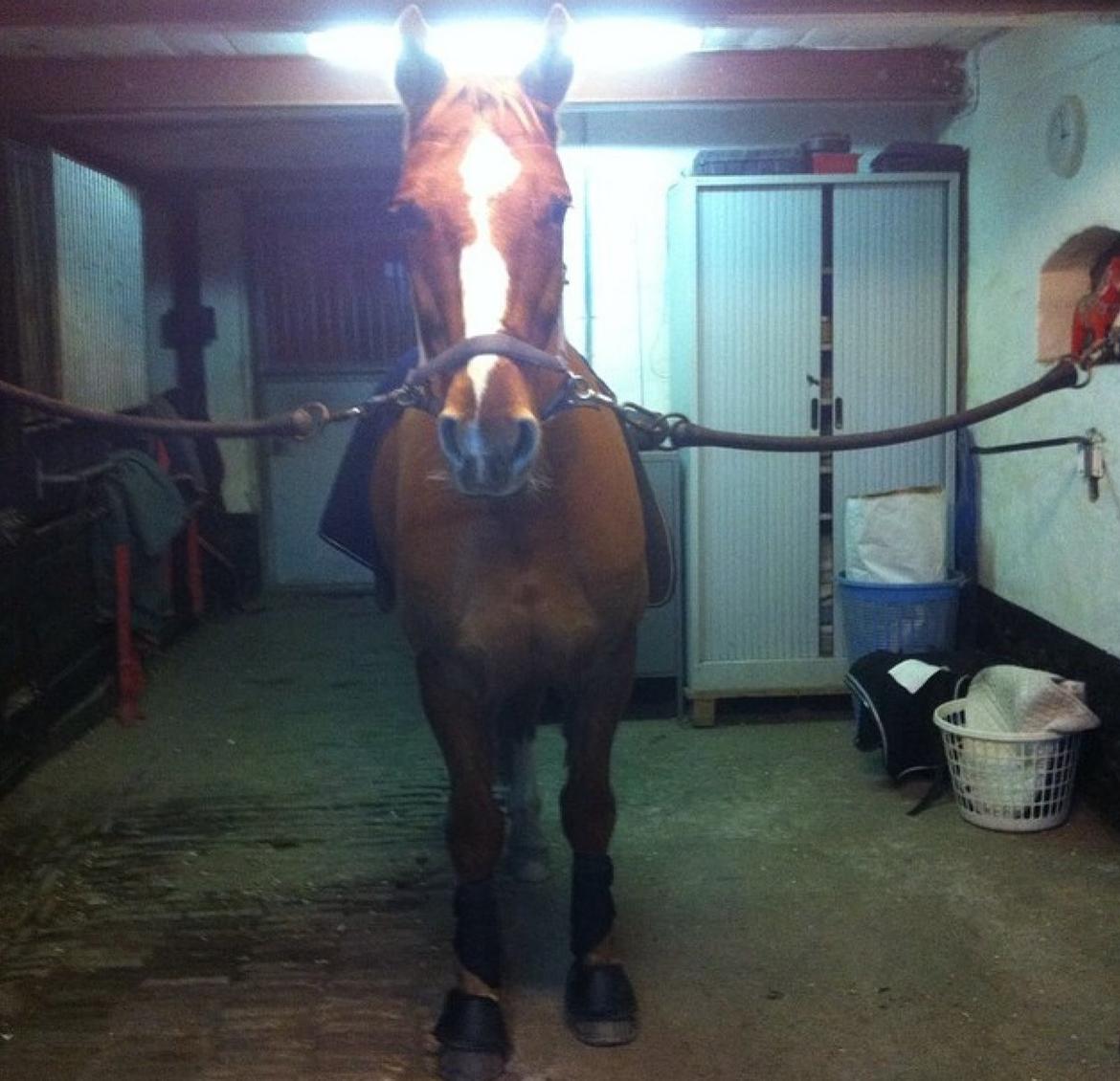 Knabstrupper Max bounty - Charme, selvtillid og lidt, men lækkert hår :) billede 16