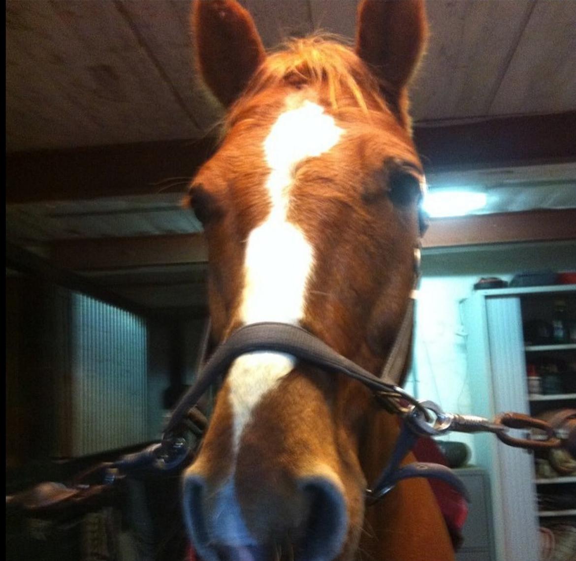 Knabstrupper Max bounty - Smuk, smukkere, Max. billede 17