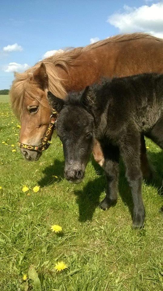 Shetlænder Rosenstandens Bianca billede 4
