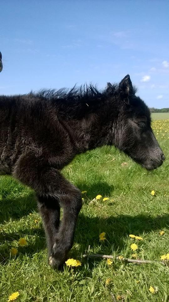 Shetlænder Rosenstandens Bianca billede 5