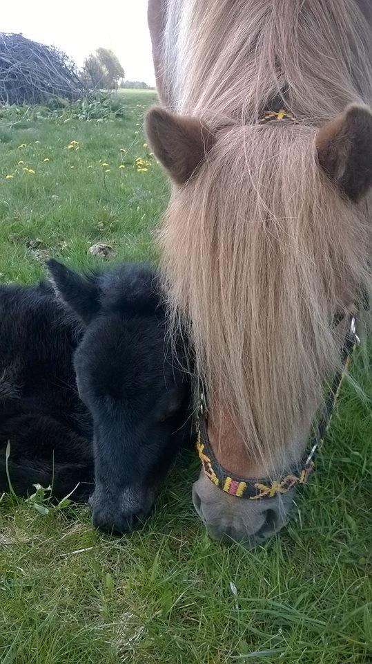 Shetlænder Rosenstandens Bianca billede 6
