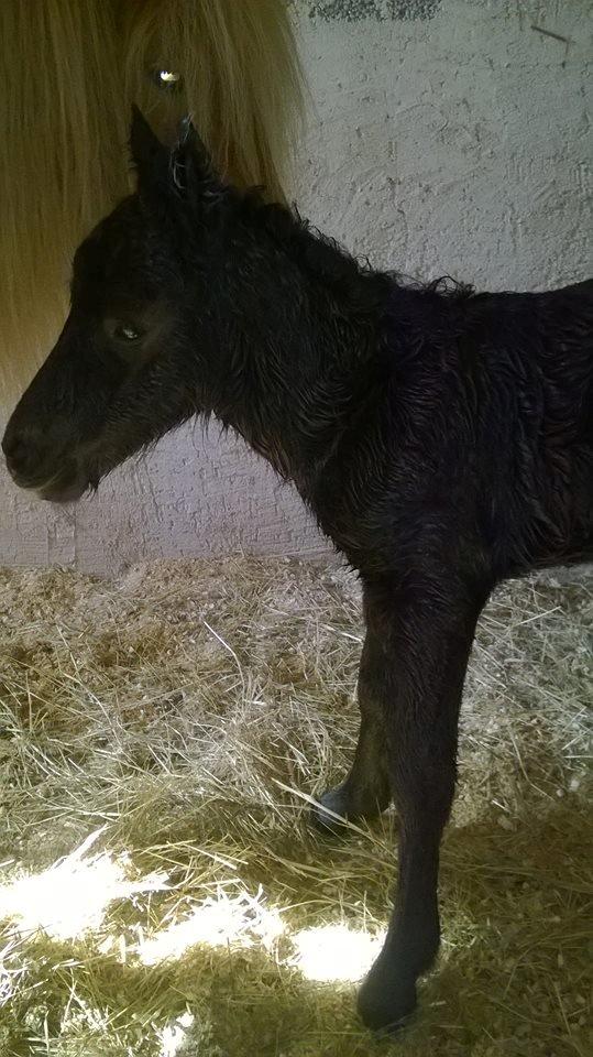 Shetlænder Rosenstandens Bianca billede 2