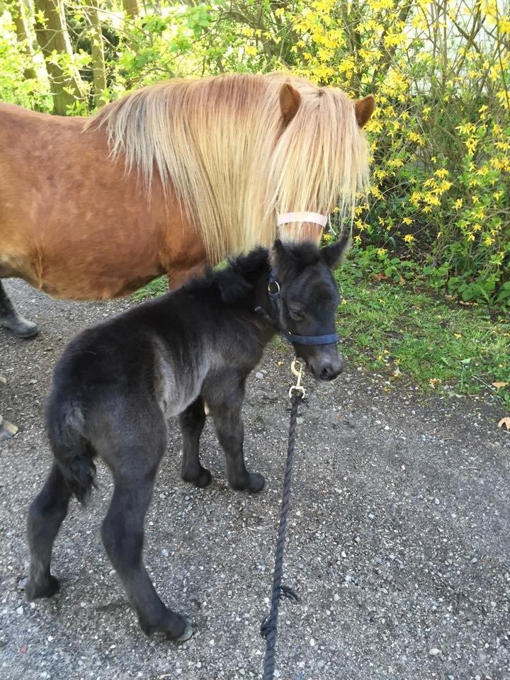 Shetlænder Rosenstandens Bianca billede 3