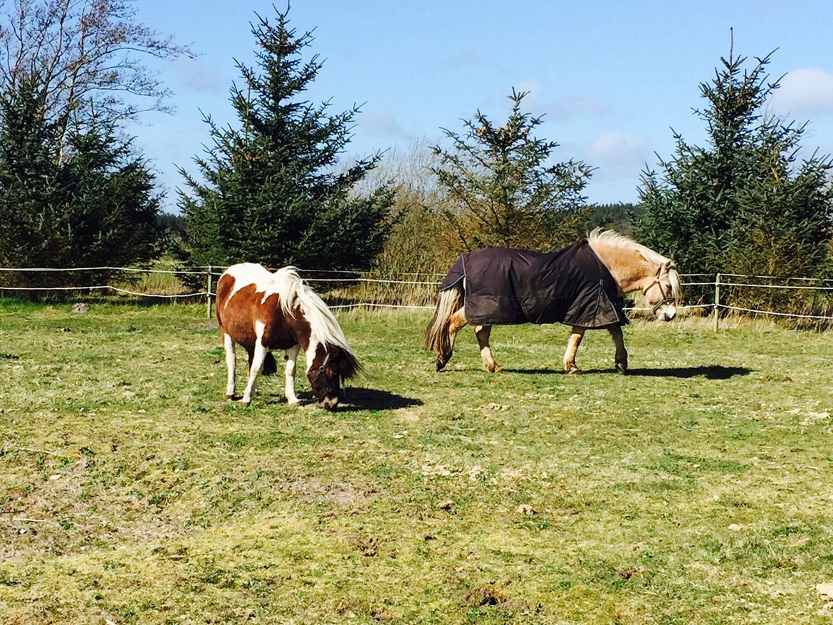 Anden særlig race Honey billede 1