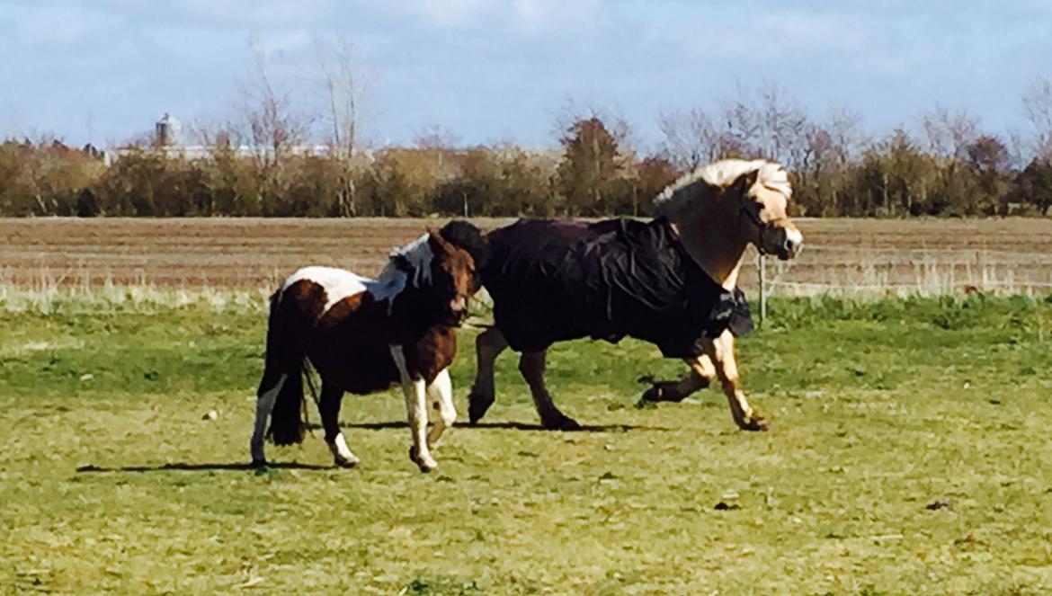 Anden særlig race Honey billede 5