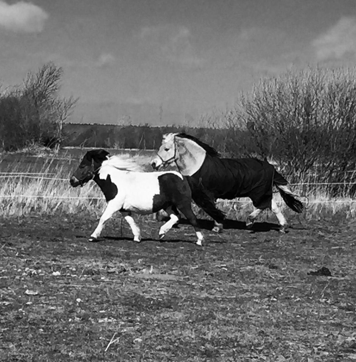 Anden særlig race Honey billede 6