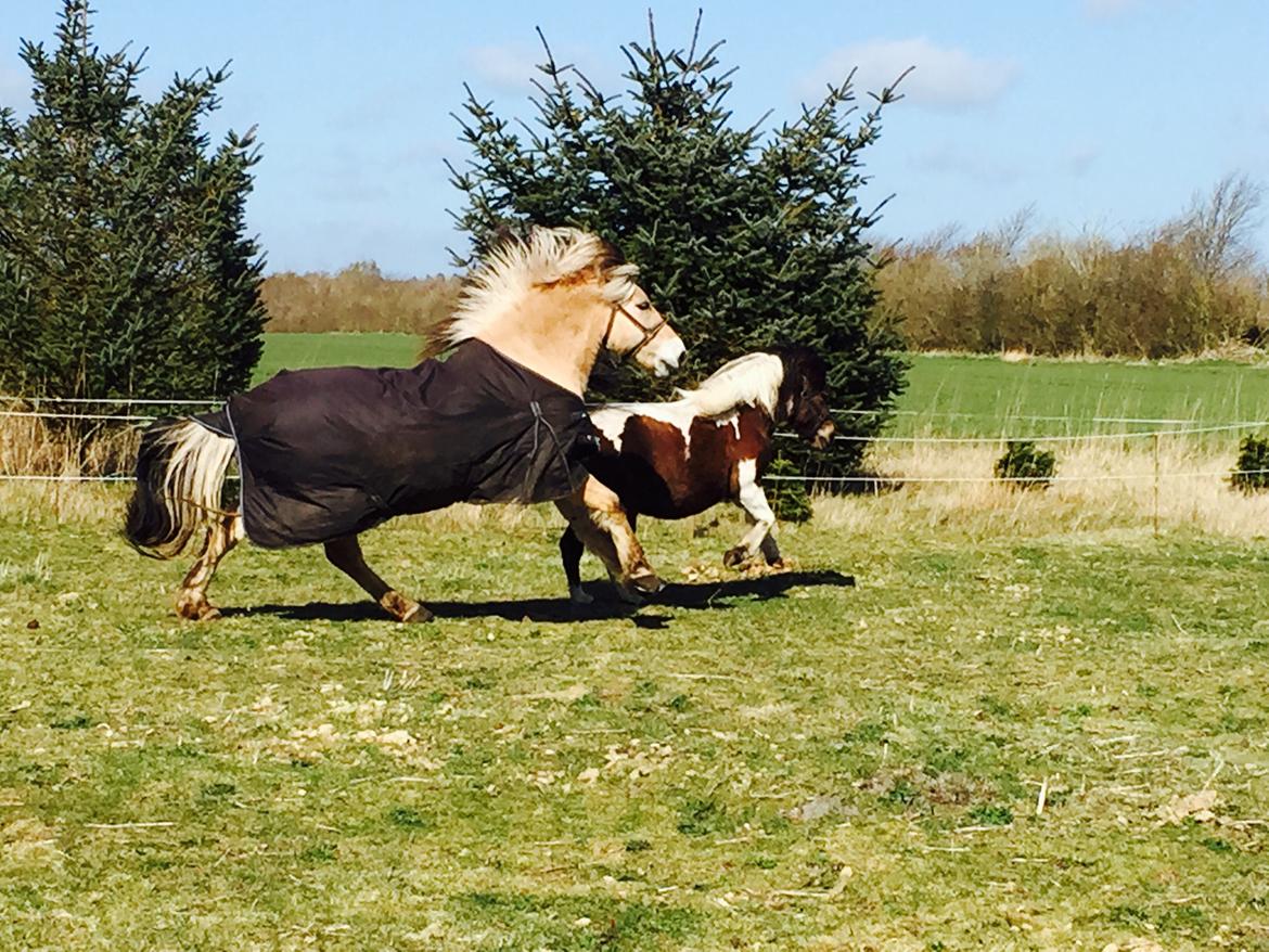 Anden særlig race Honey billede 8