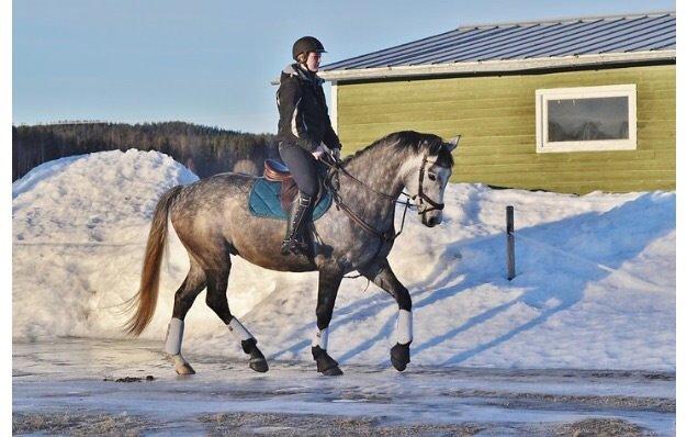 Fuldblod (XX) Lancelot  billede 5