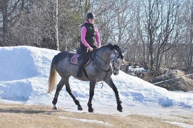 Fuldblod (XX) Lancelot  billede 6