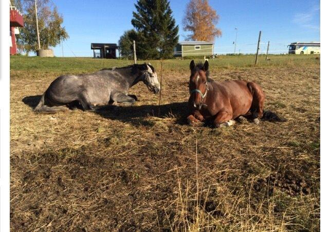 Fuldblod (XX) Lancelot  billede 12