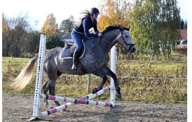 Fuldblod (XX) Lancelot  billede 13