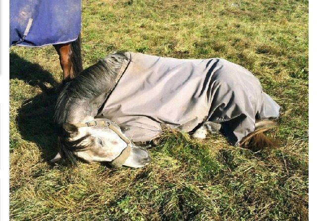 Fuldblod (XX) Lancelot  billede 15