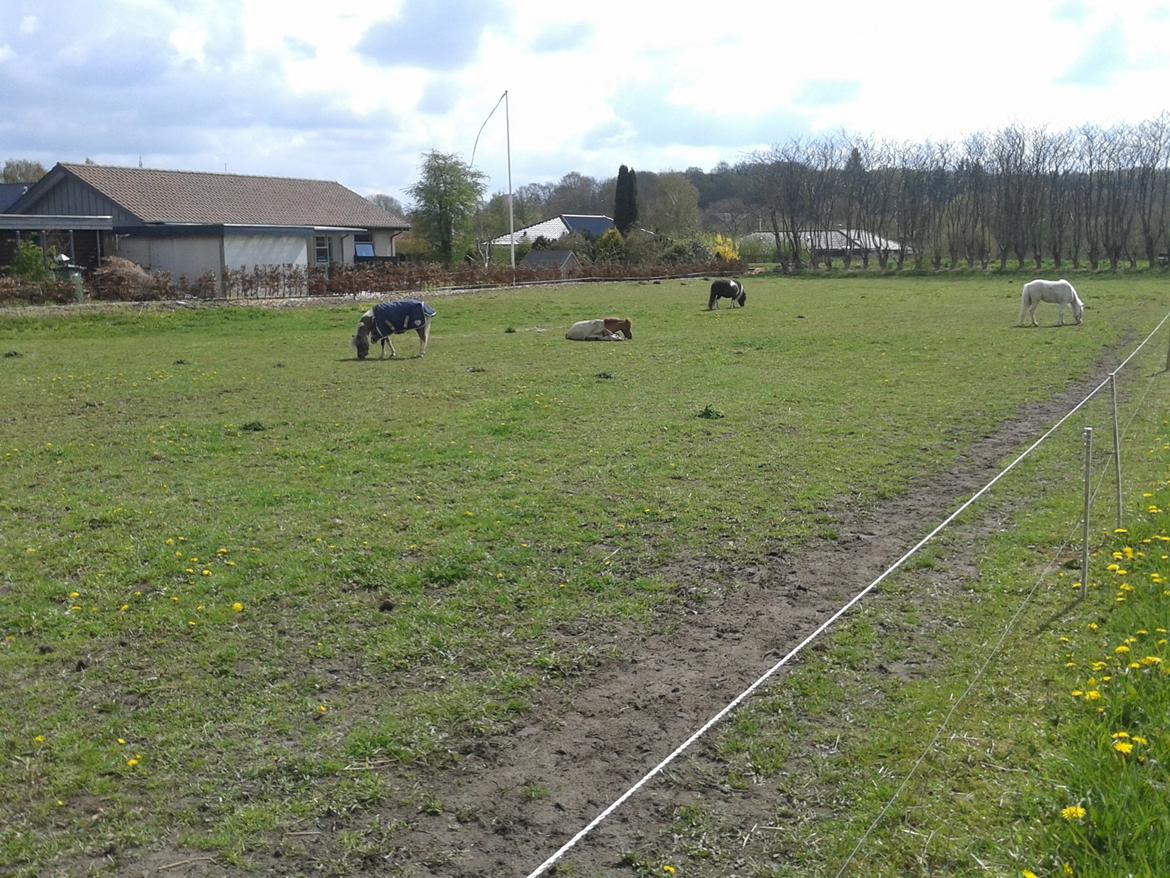 Amerikansk Miniature Marielunds Supreme Noble Fire billede 7