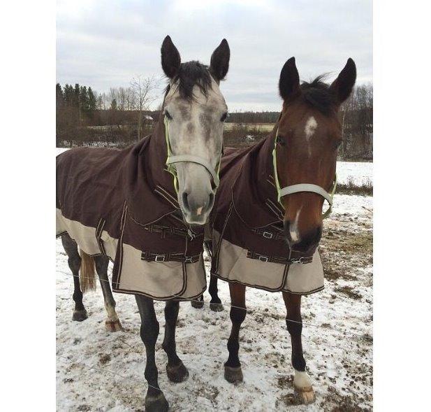 Fuldblod (XX) Lancelot  billede 17