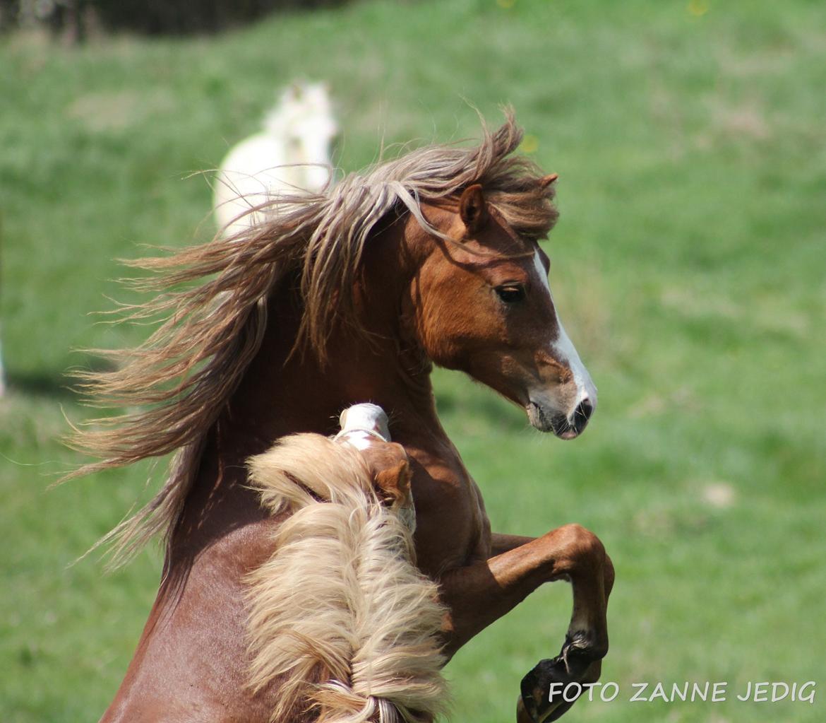 Welsh Mountain (sec A) Melanders Royal Dream - Leger med sin halv lille bror billede 29