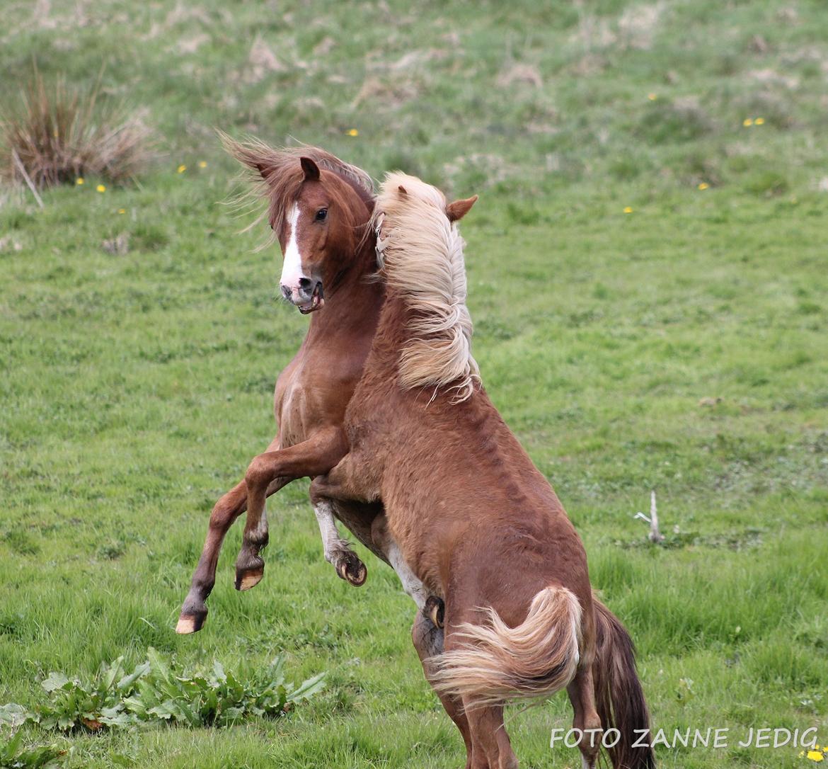 Welsh Mountain (sec A) Melanders Royal Dream - No name som har samme far som dream leger fodt med dream billede 30