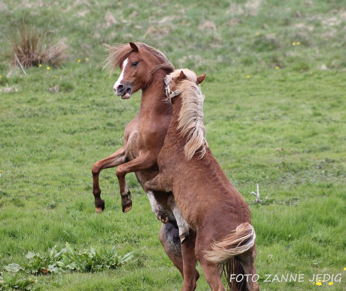 Welsh Mountain (sec A) Melanders Royal Dream - de 2 halvsøskende giver den gas billede 31