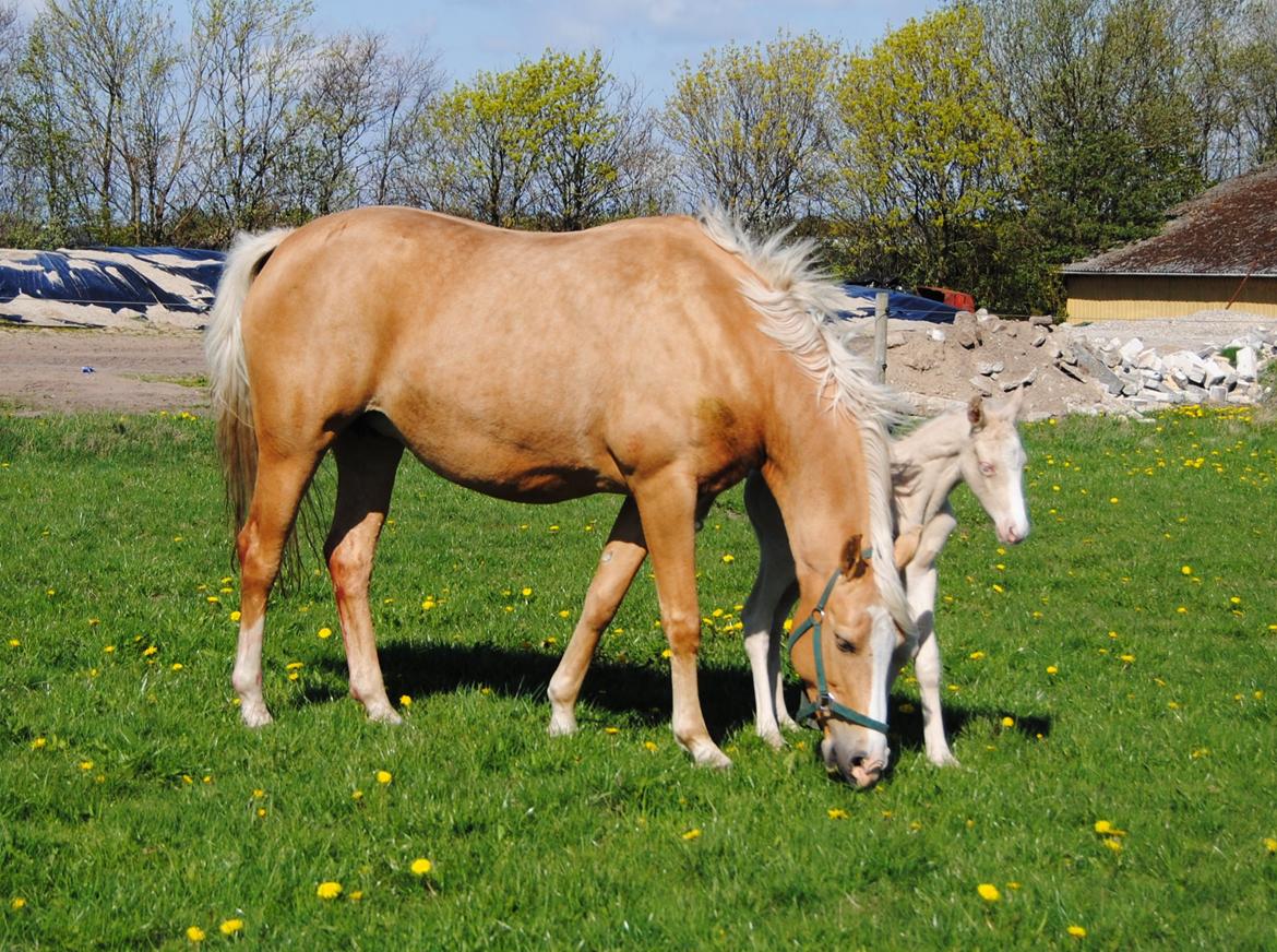 Palomino Silverline Alabama billede 2