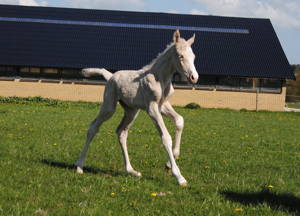 Palomino Silverline Alabama billede 4