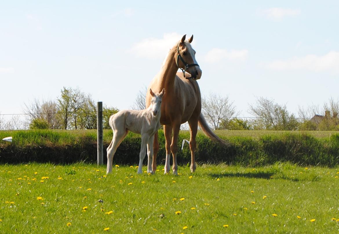 Palomino Silverline Alabama billede 5
