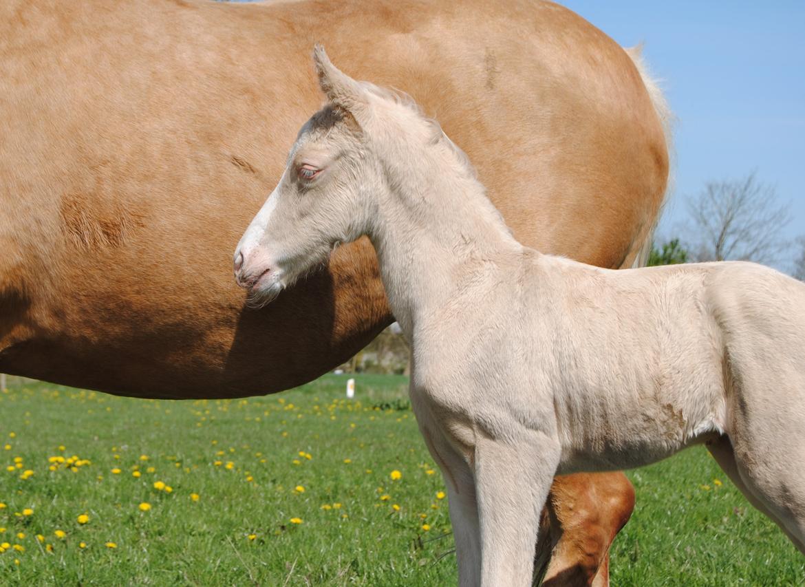 Palomino Silverline Alabama billede 1