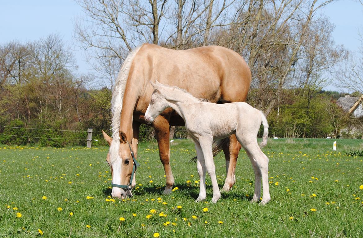 Palomino Silverline Alabama billede 6