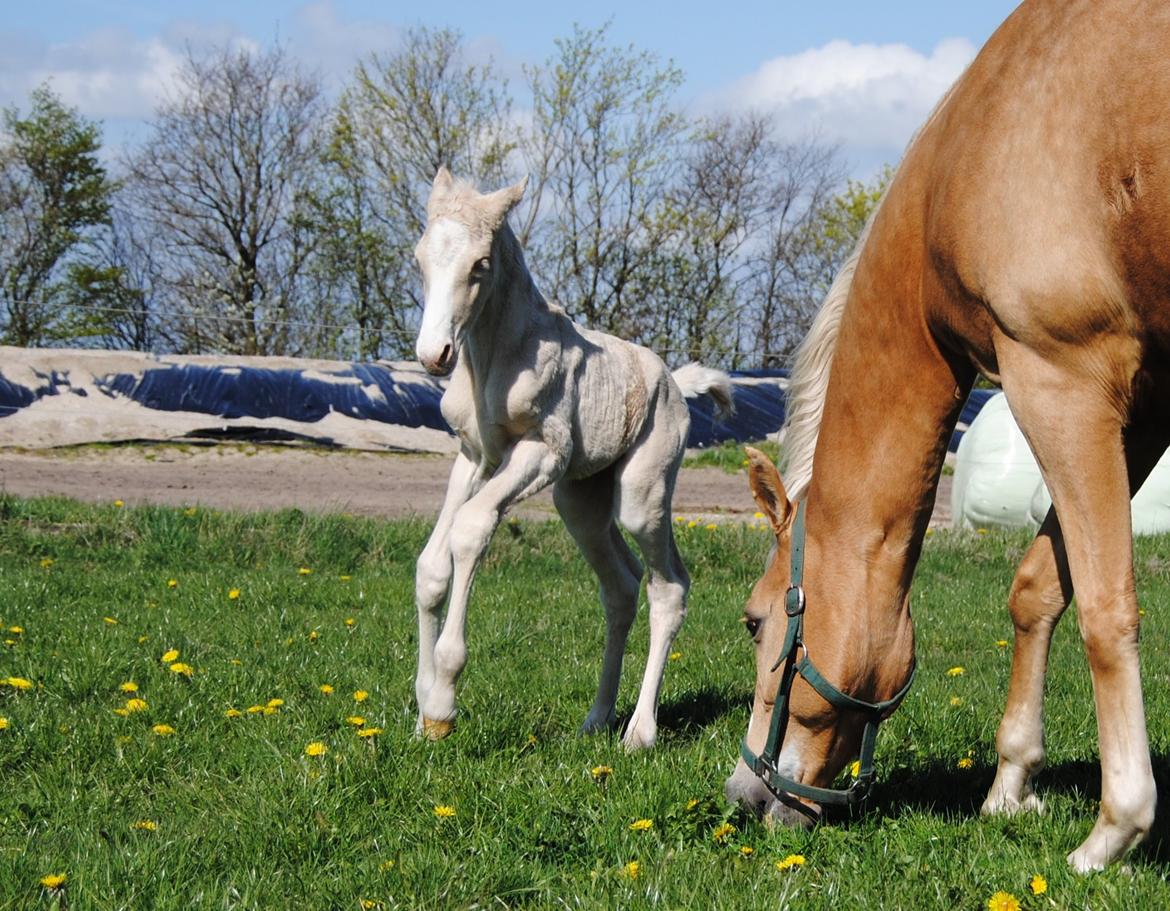 Palomino Silverline Alabama billede 3