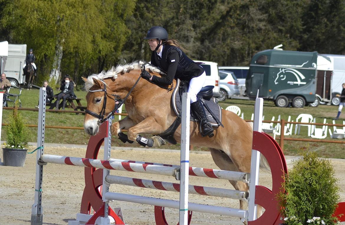 Haflinger Nordan`s Aurora *EM GULD* billede 2