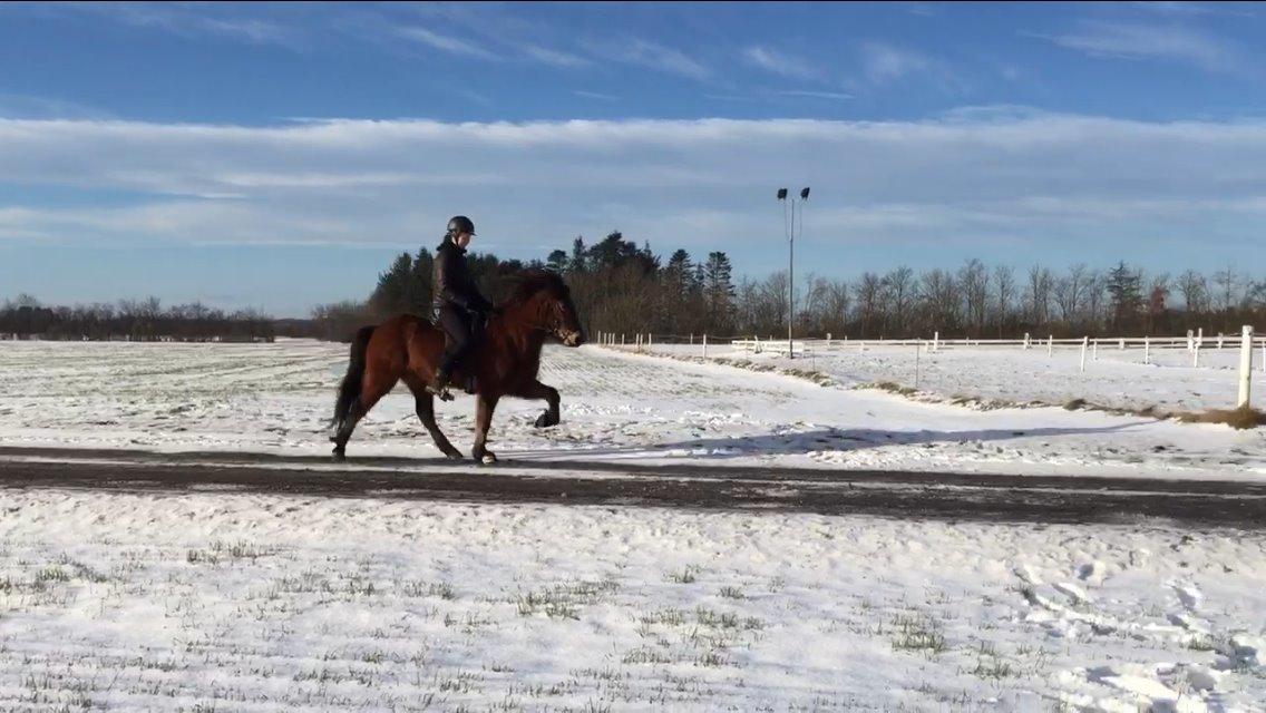 Islænder Siggi fra Ravnehøj - Da jeg var ude og prøve Siggi første gang billede 1