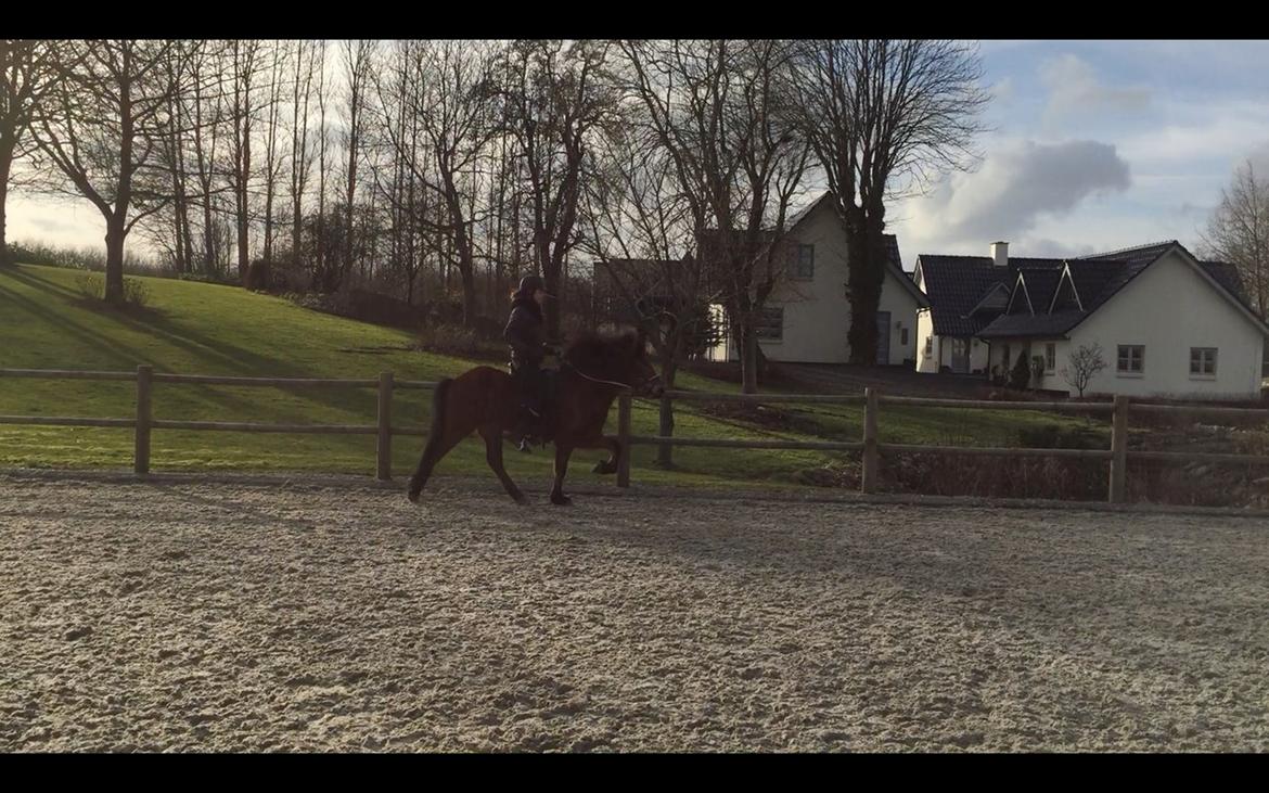 Islænder Siggi fra Ravnehøj - Tølt for løse tøjler billede 2