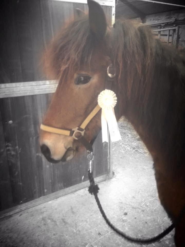 Islænder Siggi fra Ravnehøj - 5. Plads i 4.5 til vores første stævne billede 6