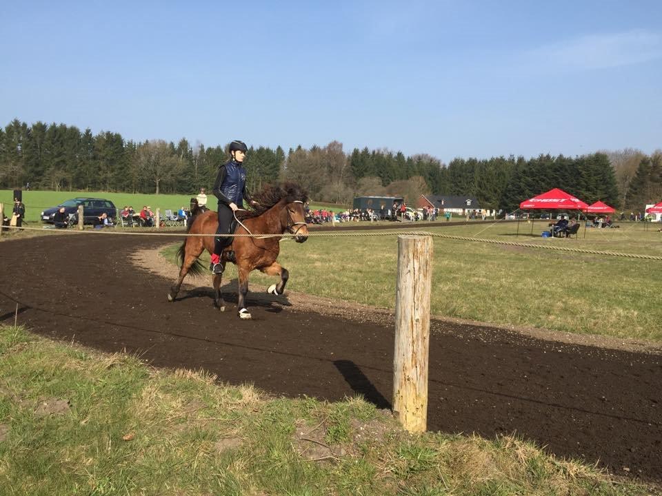Islænder Siggi fra Ravnehøj - T4 billede 5