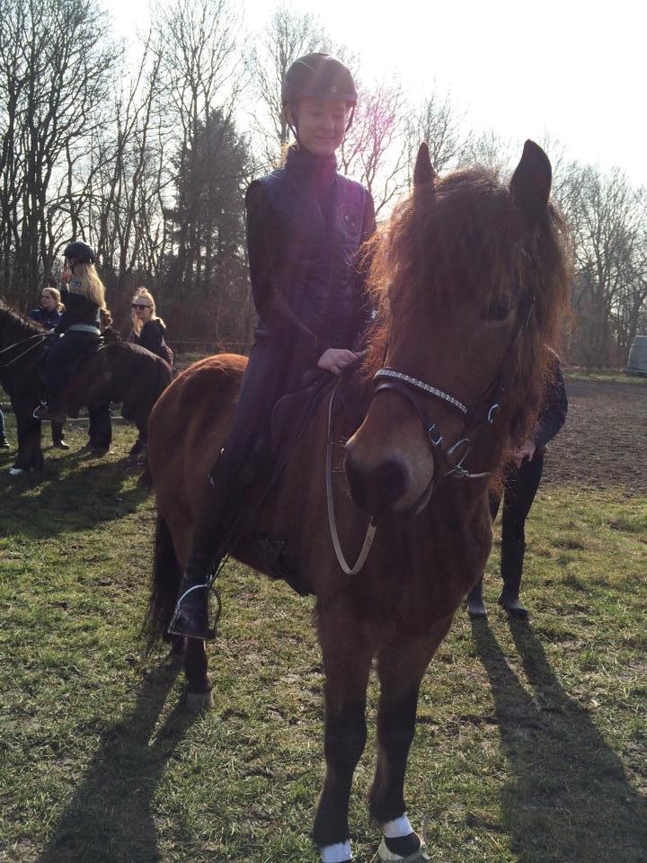 Islænder Siggi fra Ravnehøj - Lige før vi skulle ind på banen billede 3