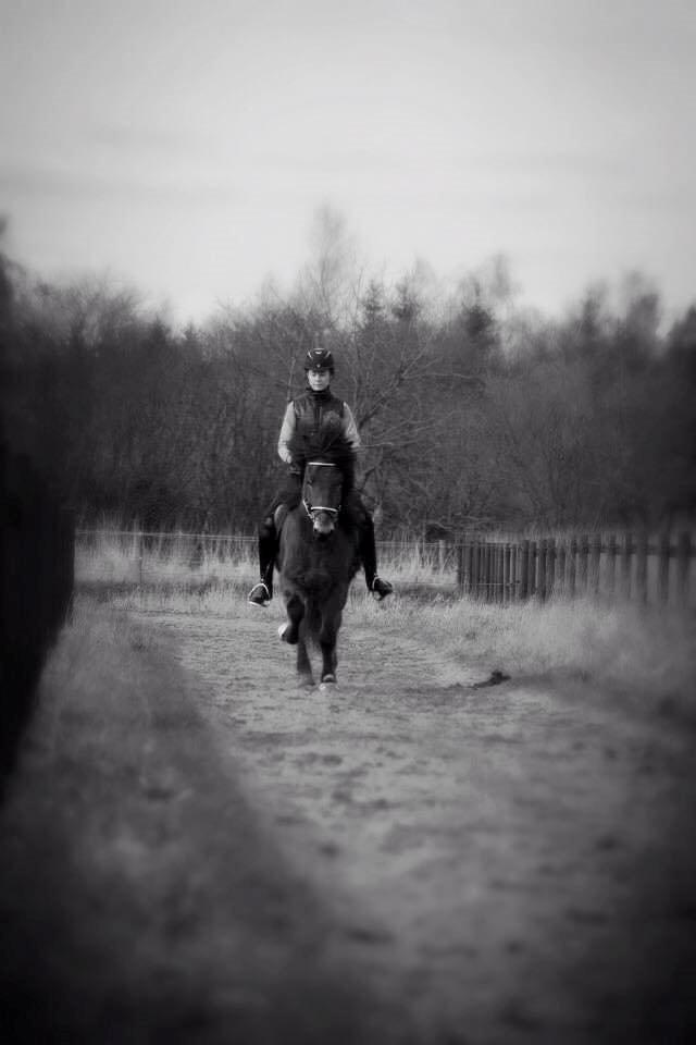 Islænder Siggi fra Ravnehøj - Tøt træning billede 7