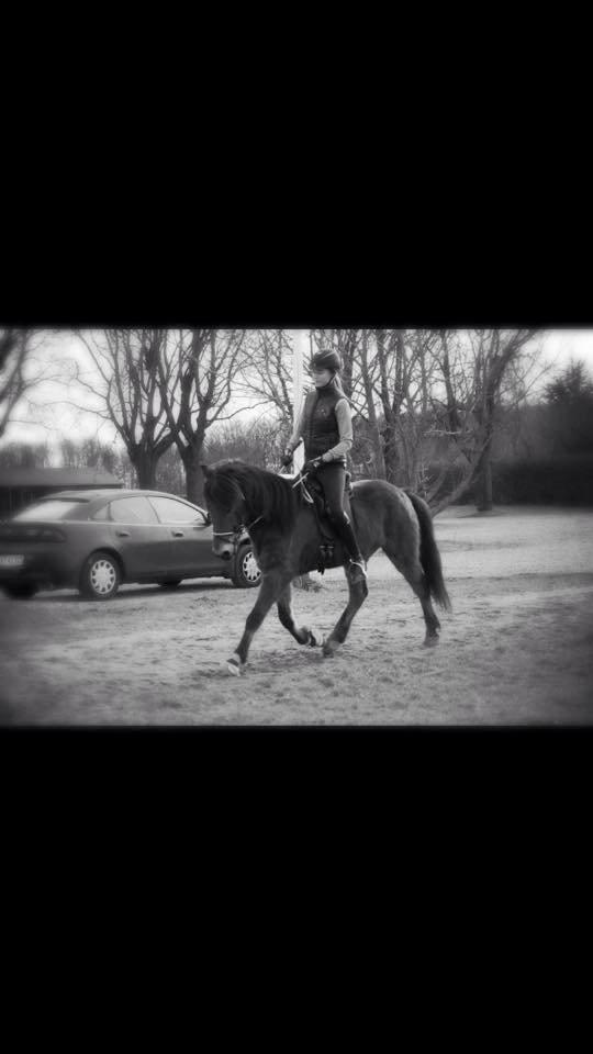 Islænder Siggi fra Ravnehøj billede 11