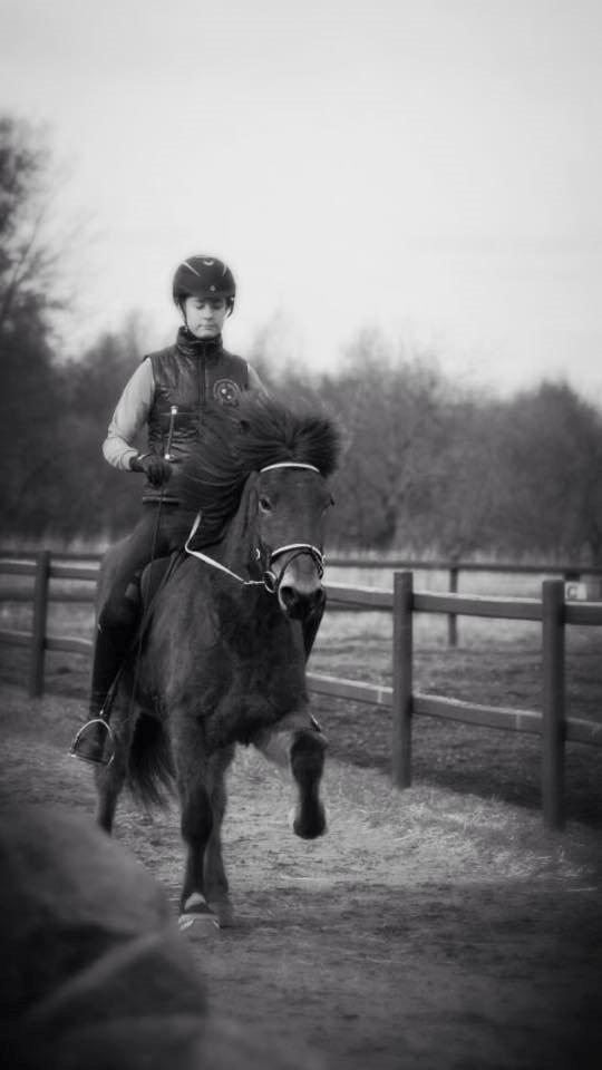 Islænder Siggi fra Ravnehøj billede 8