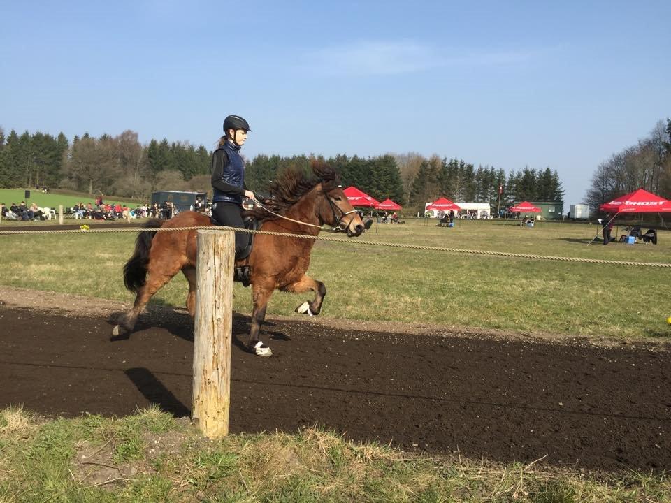 Islænder Siggi fra Ravnehøj - Her i T4 billede 4