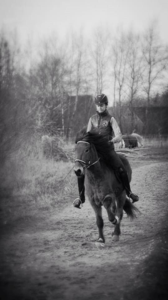 Islænder Siggi fra Ravnehøj billede 9